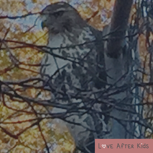 The red-tailed hawk we saw in Central Park